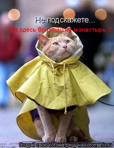 Не подскажете... "где здесь ближайший монастырь ?... Котоматрица: Не подскажете... "где здесь ближайший монастырь ?