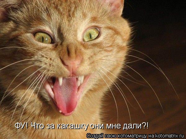ФУ! Что за какашку они мне дали?!... Котоматрица: ФУ! Что за какашку они мне дали?!
