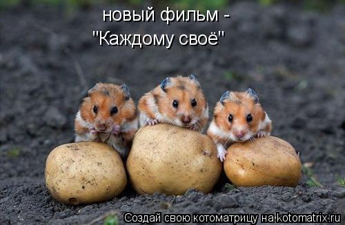 новый фильм - "Каждому своё"... Котоматрица: новый фильм - "Каждому своё"