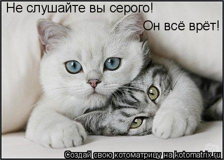 Не слушайте вы серого! Он всё врёт!... Котоматрица: Не слушайте вы серого! Он всё врёт!