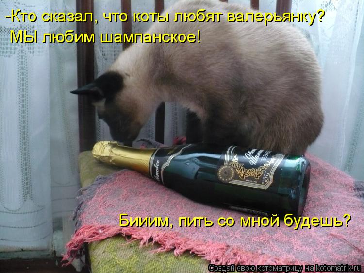 -Кто сказал, что коты любят валерьянку? МЫ любим шампанское! Бииим, пить со мной будешь?... Котоматрица: -Кто сказал, что коты любят валерьянку? МЫ любим шампанское! Бииим, пить со мной будешь?