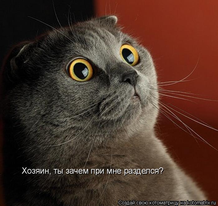 Хозяин, ты зачем при мне разделся?... Котоматрица: Хозяин, ты зачем при мне разделся?
