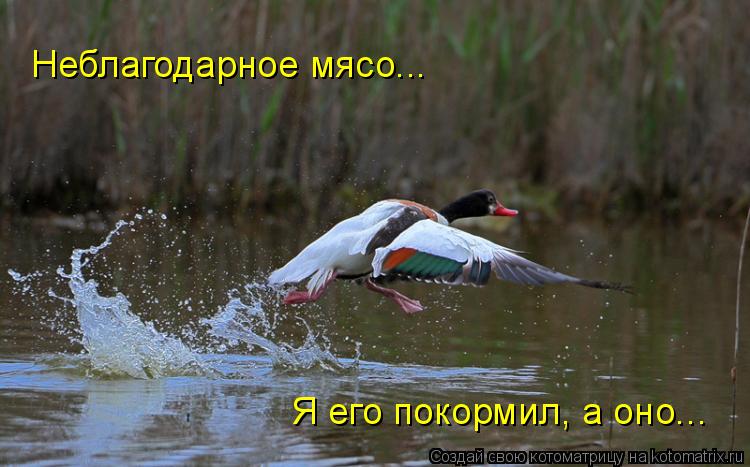 Неблагодарное мясо... Я его покормил, а оно...... Котоматрица: Неблагодарное мясо... Я его покормил, а оно...