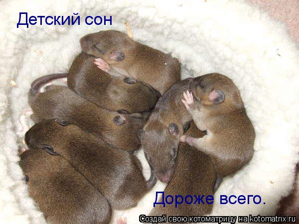 Детский сон Детский сон Дороже всего.... Котоматрица: Детский сон Детский сон Дороже всего.