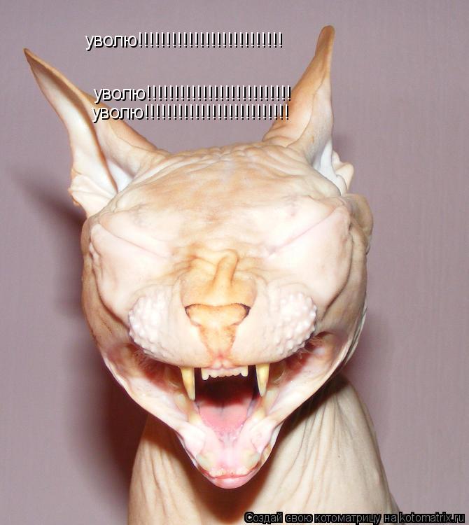 уволю!!!!!!!!!!!!!!!!!!!!!!!!!! уволю!!!!!!!!!!!!!!!!!!!!!!!!!! уволю!!!!!!!!!!!!!!!!!!!!!!!!!!... Котоматрица: уволю!!!!!!!!!!!!!!!!!!!!!!!!!! уволю!!!!!!!!!!!!!!!!!!!!!!!!!! уволю!!!!!!!!!!!!!!!!!!!!!!!!!!