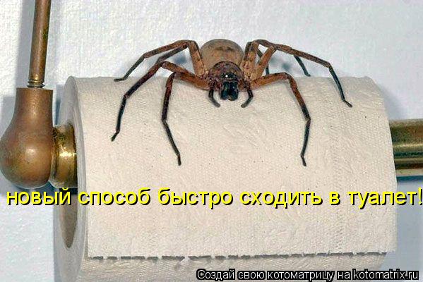 новый способ быстро сходить в туалет!... Котоматрица: новый способ быстро сходить в туалет!