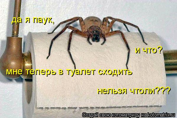 да я паук, и что? мне теперь в туалет сходить нельзя чтоли???... Котоматрица: да я паук, и что? мне теперь в туалет сходить нельзя чтоли???