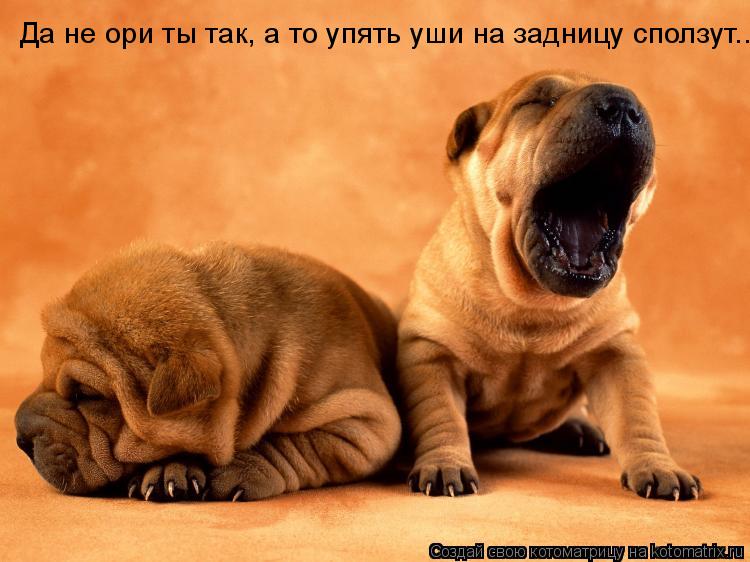 Да не ори ты так, а то упять уши на задницу сползут...... Котоматрица: Да не ори ты так, а то упять уши на задницу сползут...