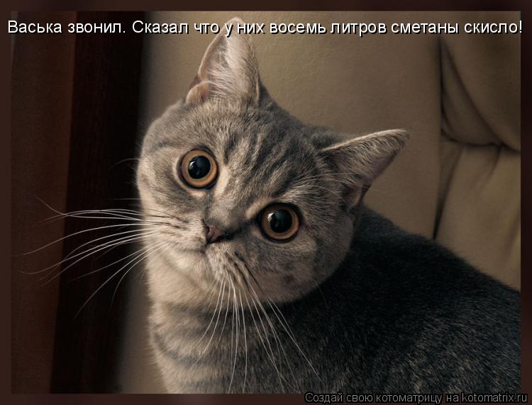 Васька звонил. Сказал что у них восемь литров сметаны скисло!... Котоматрица: Васька звонил. Сказал что у них восемь литров сметаны скисло!
