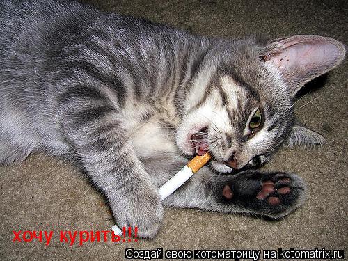 хочу курить!!!... Котоматрица: хочу курить!!!