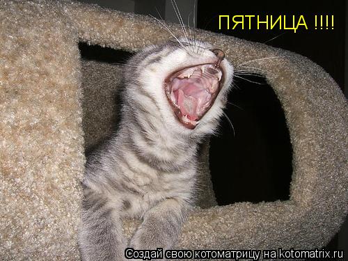 ПЯТНИЦА !!!!... Котоматрица: ПЯТНИЦА !!!!