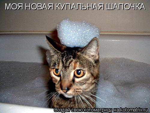МОЯ НОВАЯ КУПАЛЬНАЯ ШАПОЧКА... Котоматрица: МОЯ НОВАЯ КУПАЛЬНАЯ ШАПОЧКА