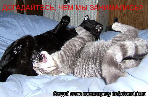 ДОГАДАЙТЕСЬ, ЧЕМ МЫ ЗАНИМАЛИСЬ?... Котоматрица: ДОГАДАЙТЕСЬ, ЧЕМ МЫ ЗАНИМАЛИСЬ?