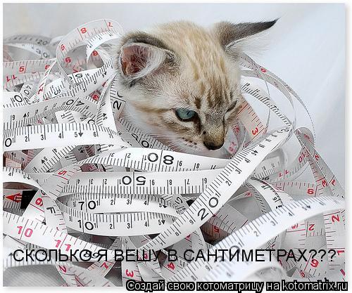 СКОЛЬКО Я ВЕШУ В САНТИМЕТРАХ???... Котоматрица: СКОЛЬКО Я ВЕШУ В САНТИМЕТРАХ???