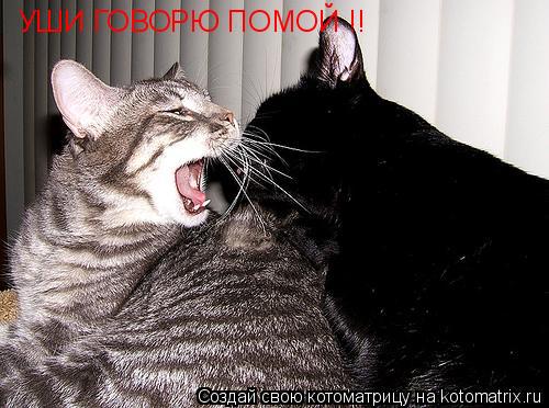 УШИ ГОВОРЮ ПОМОЙ !!... Котоматрица: УШИ ГОВОРЮ ПОМОЙ !!