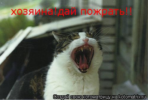 хозяина!дай пожрать!!... Котоматрица: хозяина!дай пожрать!!