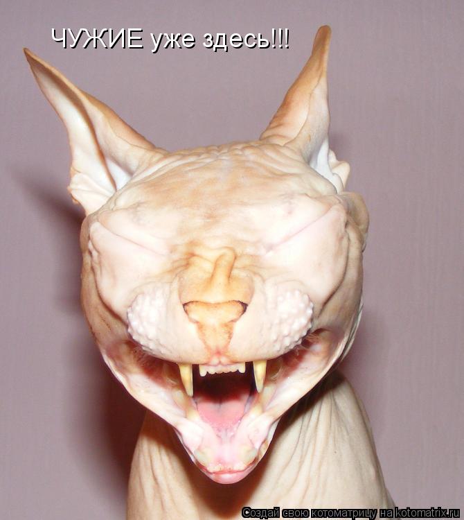 ЧУЖИЕ уже здесь!!!... Котоматрица: ЧУЖИЕ уже здесь!!!