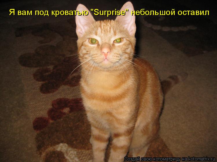 Я вам под кроватью "Surprise" небольшой оставил... Котоматрица: Я вам под кроватью "Surprise" небольшой оставил