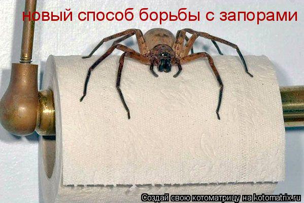 новый способ борьбы с запорами... Котоматрица: новый способ борьбы с запорами