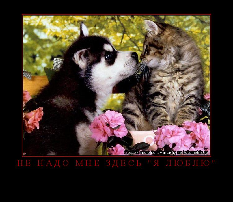 Не надо мне здесь "я люблю" ... Котоматрица: Не надо мне здесь "я люблю"