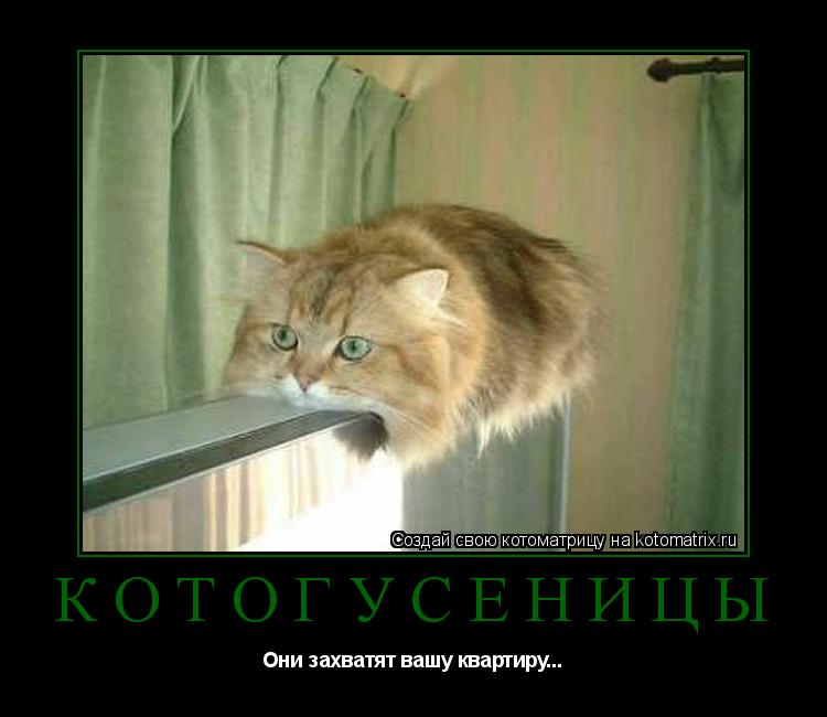 Котогусеницы Они захватят вашу квартиру...... Котоматрица: Котогусеницы Они захватят вашу квартиру...