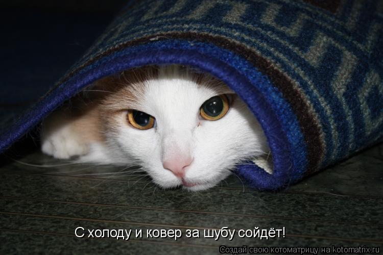 С холоду и ковер за шубу сойдёт!... Котоматрица: С холоду и ковер за шубу сойдёт!