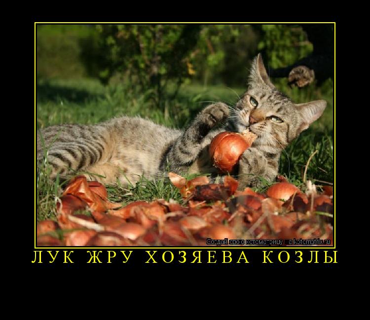 Лук жру хозяева козлы ... Котоматрица: Лук жру хозяева козлы