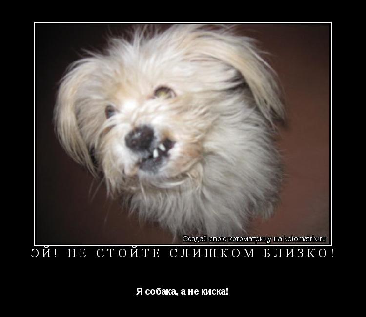 Эй! Не стойте слишком близко! Я собака, а не киска!... Котоматрица: Эй! Не стойте слишком близко! Я собака, а не киска!
