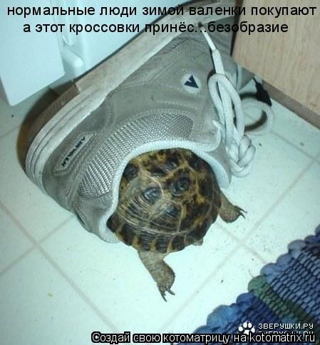 нормальные люди зимой валенки покупают а этот кроссовки принёс...безобразие... Котоматрица: нормальные люди зимой валенки покупают а этот кроссовки принёс...безобразие
