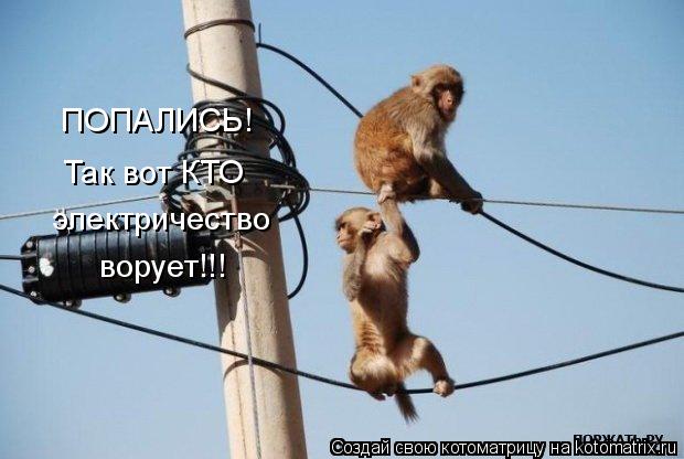 ПОПАЛИСЬ! Так вот КТО электричество ворует!!!... Котоматрица: ПОПАЛИСЬ! Так вот КТО электричество ворует!!!
