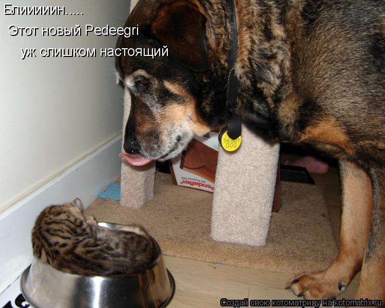 Блииииин..... Этот новый Pedeegri уж слишком настоящий... Котоматрица: Блииииин..... Этот новый Pedeegri уж слишком настоящий