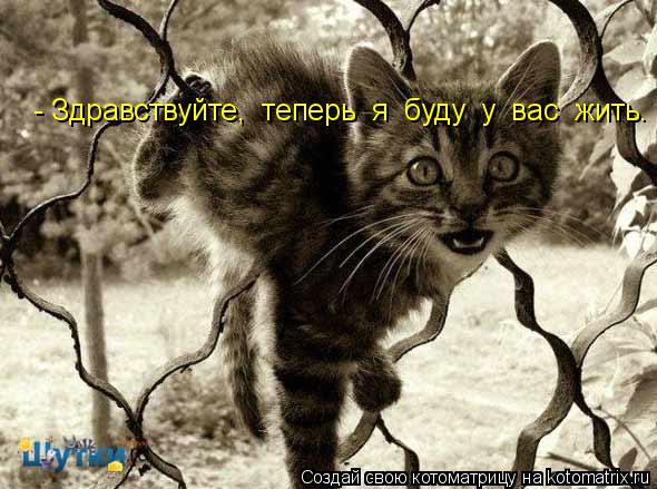 - Здравствуйте, теперь я буду у вас жить.... Котоматрица: - Здравствуйте, теперь я буду у вас жить.