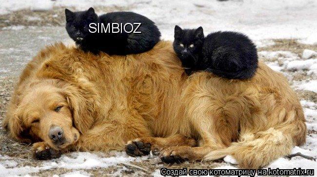 SIMBIOZ... Котоматрица: SIMBIOZ