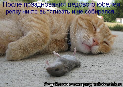 После празднования дедового юбелея репку никто вытягивать и не собирался...... Котоматрица: После празднования дедового юбелея репку никто вытягивать и не собирался...