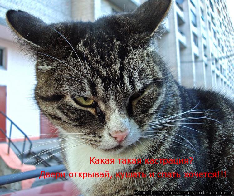 Какая такая кастрация? Двери открывай, кушать и спать хочется!!!... Котоматрица: Какая такая кастрация? Двери открывай, кушать и спать хочется!!!