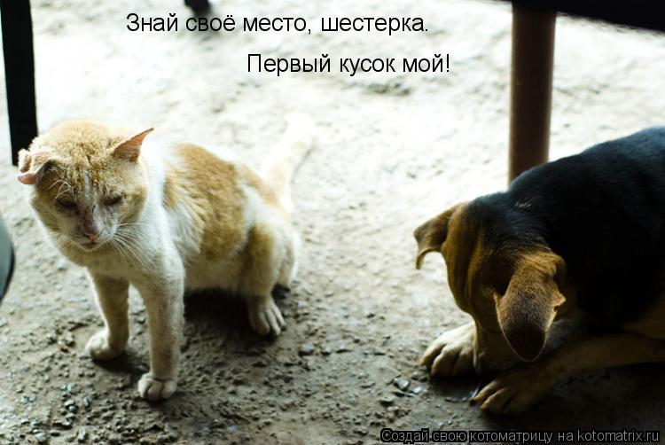 Знай своё место, шестерка. Знай своё место, шестерка. Первый кусок мой!... Котоматрица: Знай своё место, шестерка. Знай своё место, шестерка. Первый кусок мой!