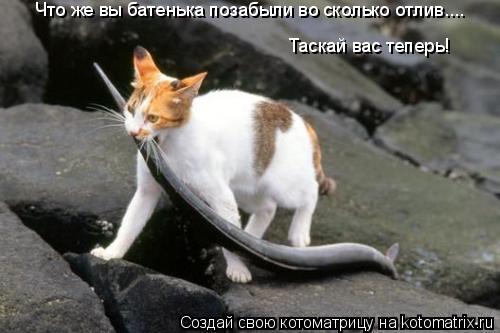 Котоматрица: Что же вы батенька позабыли во сколько отлив.... Таскай вас теперь!