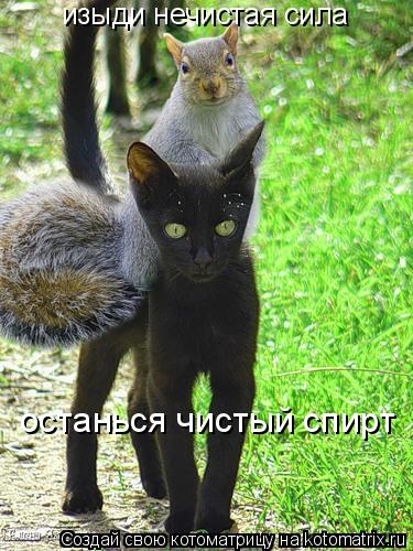 изыди нечистая сила останься чистый спирт... Котоматрица: изыди нечистая сила останься чистый спирт