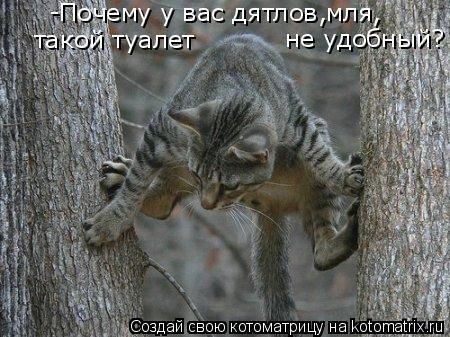 такой туалет не удобный? -Почему у вас дятлов,мля,... Котоматрица: такой туалет не удобный? -Почему у вас дятлов,мля,