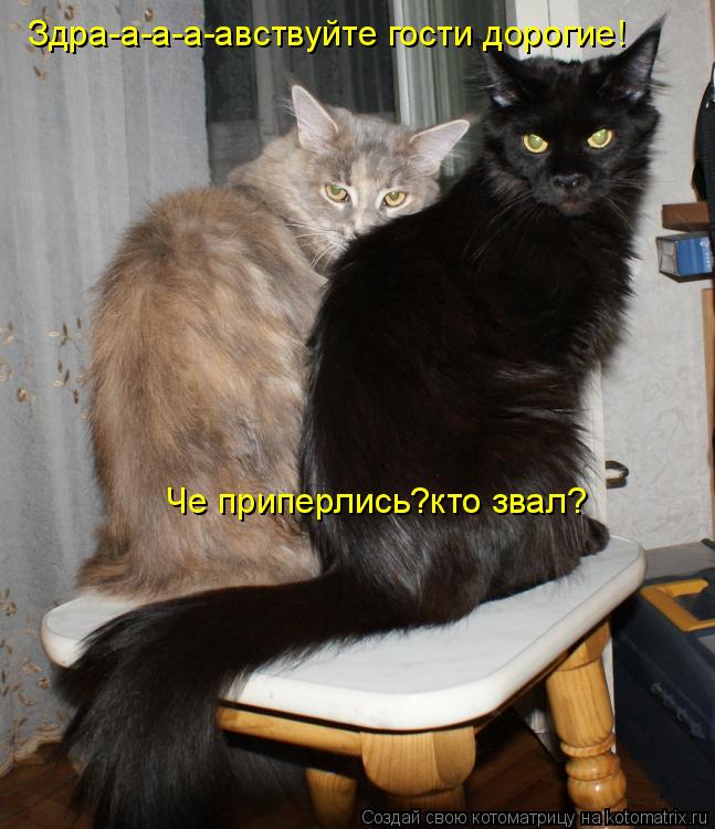 Здра-а-а-а-авствуйте гости дорогие! Че приперлись?кто звал?... Котоматрица: Здра-а-а-а-авствуйте гости дорогие! Че приперлись?кто звал?
