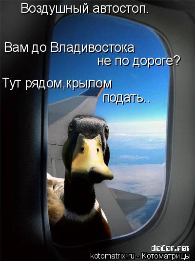 Воздушный автостоп. Вам до Владивостока не по дороге? Тут рядом,крылом подать..... Котоматрица: Воздушный автостоп. Вам до Владивостока не по дороге? Тут рядом,крылом подать..