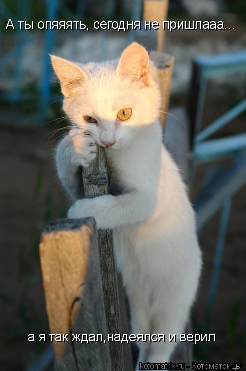а я так ждал,надеялся и верил А ты опяяять, сегодня не пришлааа...... Котоматрица: а я так ждал,надеялся и верил А ты опяяять, сегодня не пришлааа...