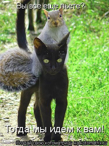 Вы все еще пьете? Тогда мы идем к вам!... Котоматрица: Вы все еще пьете? Тогда мы идем к вам!