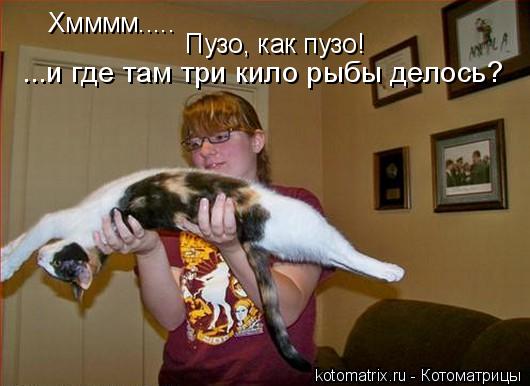 Хмммм..... Пузо, как пузо! ...и где там три кило рыбы делось?... Котоматрица: Хмммм..... Пузо, как пузо! ...и где там три кило рыбы делось?
