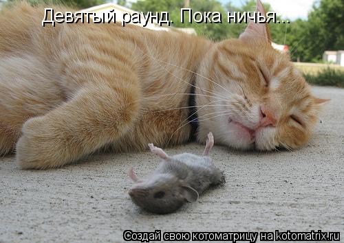 Девятый раунд. Пока ничья...... Котоматрица: Девятый раунд. Пока ничья...
