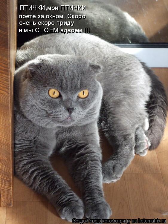 ПТИЧКИ,мои ПТИЧКИ очень скоро приду поете за окном. Скоро и мы СПОЕМ вдвоем !!!... Котоматрица: ПТИЧКИ,мои ПТИЧКИ очень скоро приду поете за окном. Скоро и мы СПОЕМ вдвоем !!!