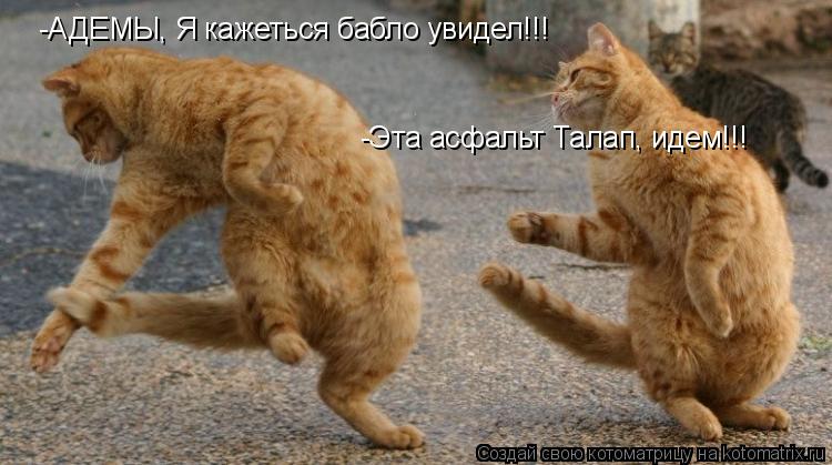 -АДЕМЫ, Я кажеться бабло увидел!!! -Эта асфальт Талап, идем!!!... Котоматрица: -АДЕМЫ, Я кажеться бабло увидел!!! -Эта асфальт Талап, идем!!!