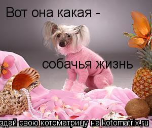 Вот она какая - собачья жизнь... Котоматрица: Вот она какая - собачья жизнь
