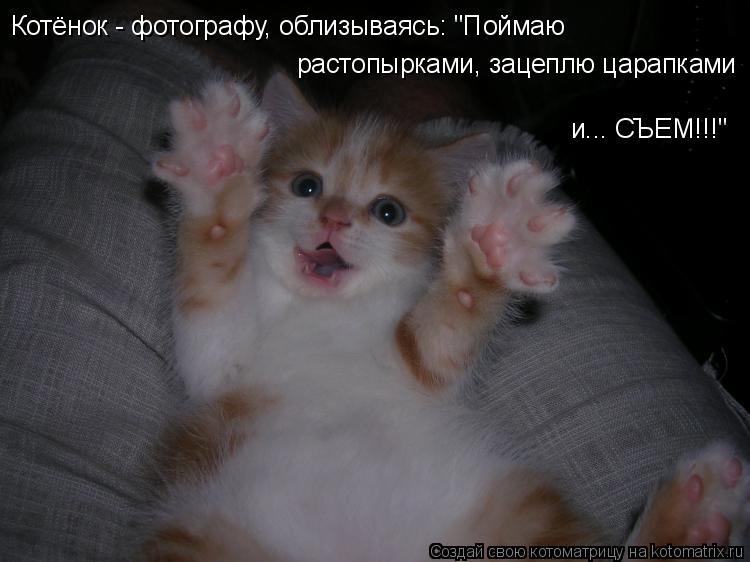 Котёнок - фотографу, облизываясь: "Поймаю растопырками, зацеплю царапками и... СЪЕМ!!!"... Котоматрица: Котёнок - фотографу, облизываясь: "Поймаю растопырками, зацеплю царапками и... СЪЕМ!!!"