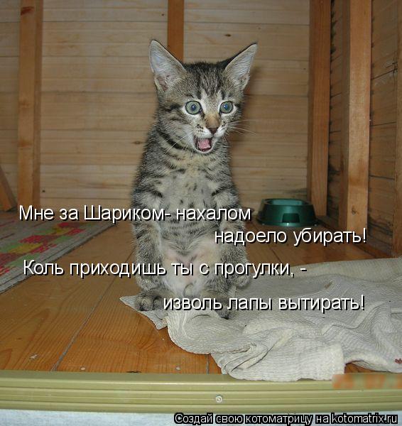 Мне за Шариком- нахалом надоело убирать! Коль приходишь ты с прогулки, - изволь лапы вытирать!... Котоматрица: Мне за Шариком- нахалом надоело убирать! Коль приходишь ты с прогулки, - изволь лапы вытирать!